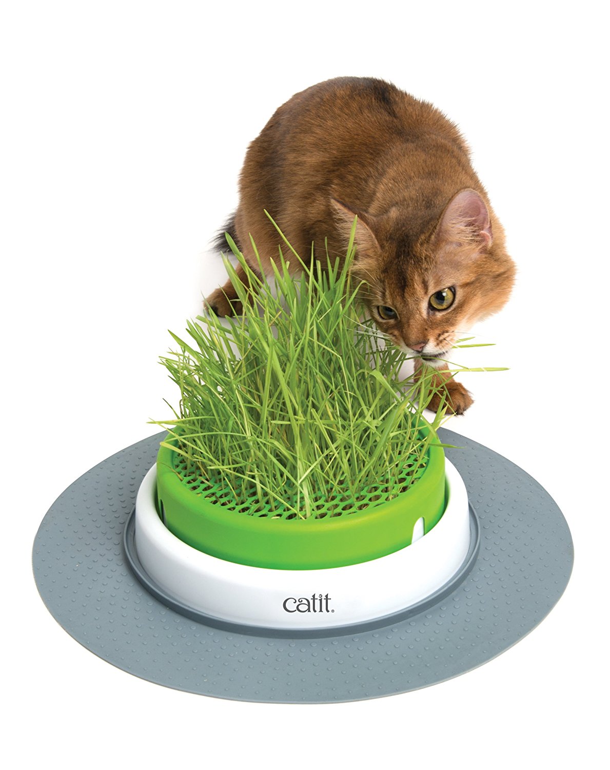 Herbe A Chat 21 Comparatif Test Pour Trouver Le Meilleur